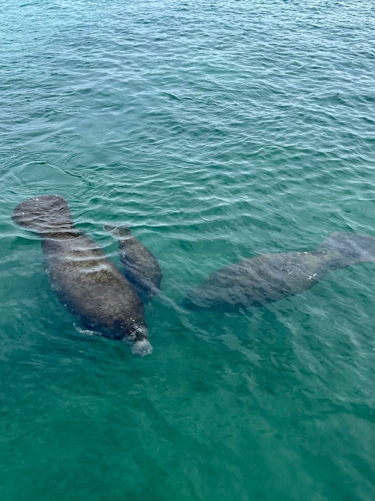 3 manatees, two larger ones and a baby! with a beautiful teal ocean 