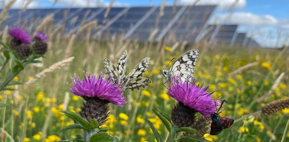 New solar farms can benefit nature – here’s how