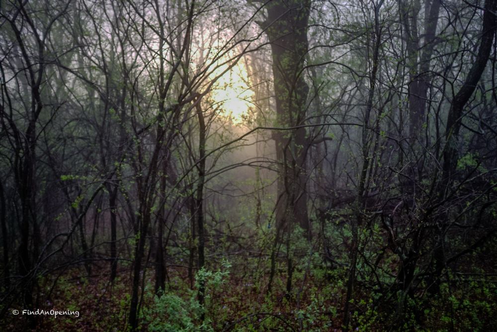 #Forest #Mist #Trees #Minnesota #Nature #BlueSky #Photography #NaturePhotography #Landscape #LandscapePhotography