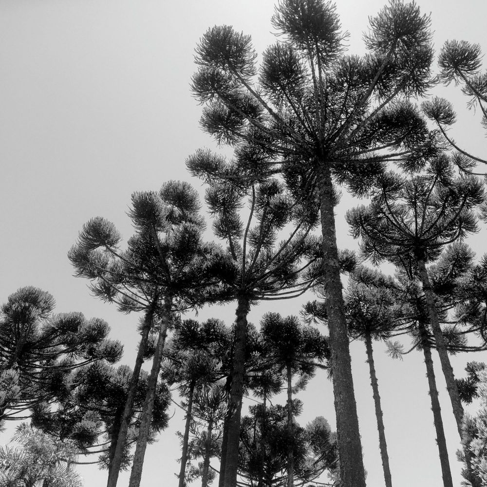 Vista das araucárias no Santuário Schoenstatt em preto e branco.