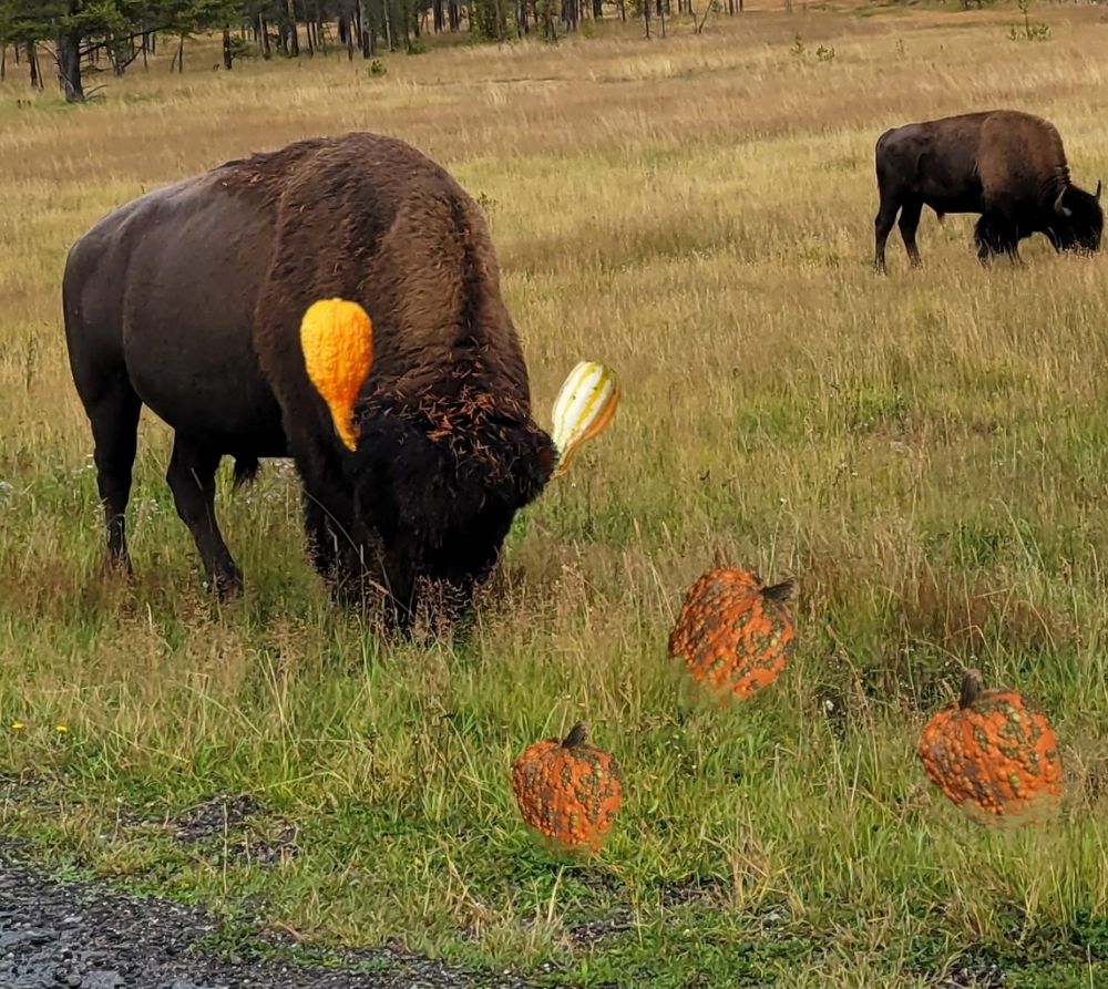 Two bison in a grassy field, with several orange pumpkins in it. The closer bison horns have been replaced by orange and white elongated gourds.