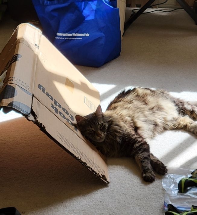 A long-haired gray and black cat leaning his head against a propped up cardboard box.