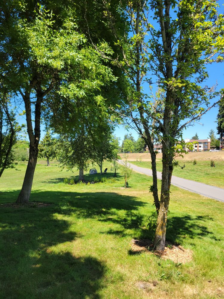 Trees are providing shade under a blue cloudless sky.