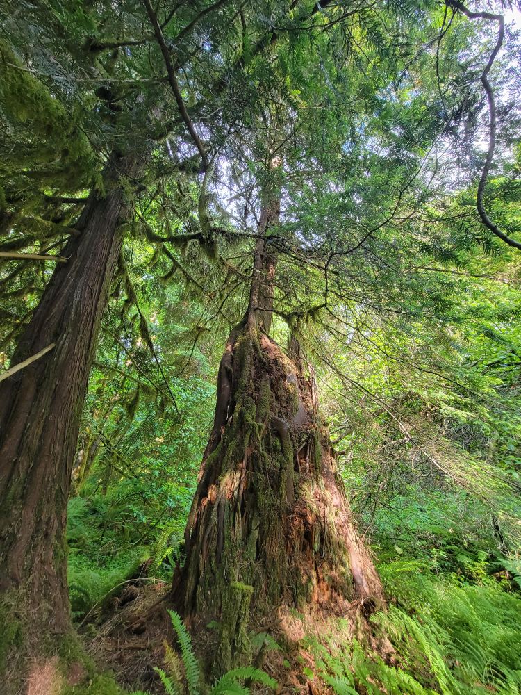 A small tree is growing it's roots over an old decomposing stump.