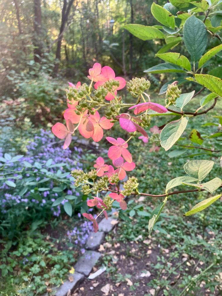 flowers and leaves in red blue and green 