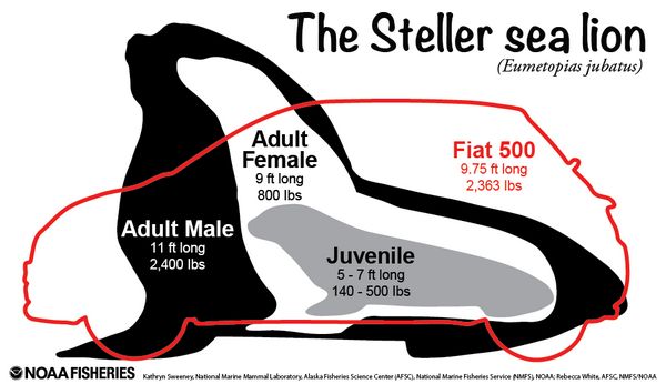 Compares size of Steller sea lions to a Fiat 500
