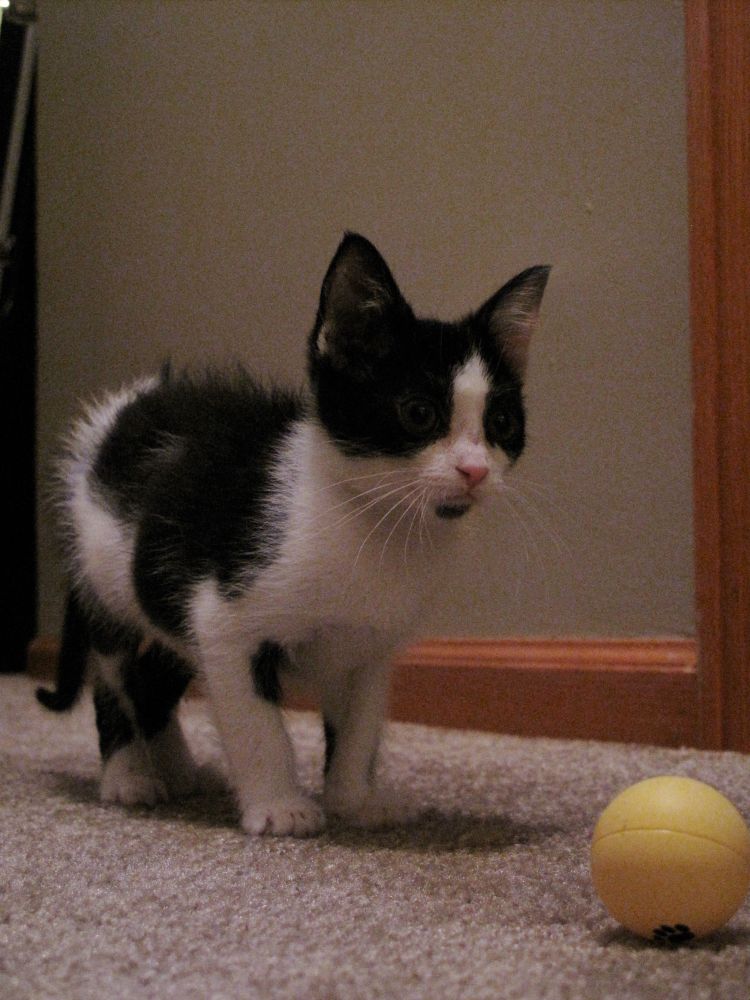 The photo of Ramona looking at said ping pong ball. She was so fast we couldn’t get a good picture of her for a while there.