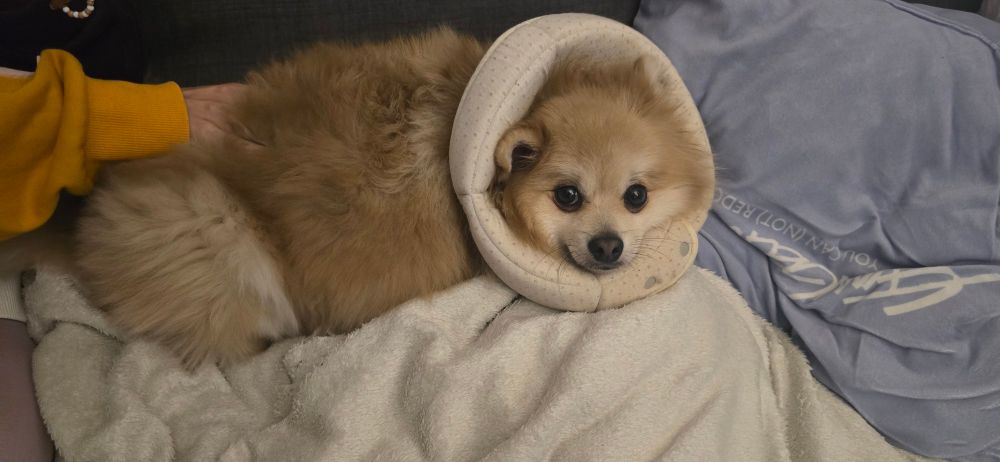 A sick puppy with a cone of shame