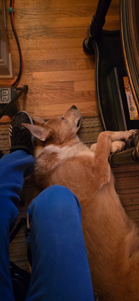 Adorable orange dog laying on the floor at the feet of a guy in blue pants & basketball shoes with its paws tucked up & ears laying open.