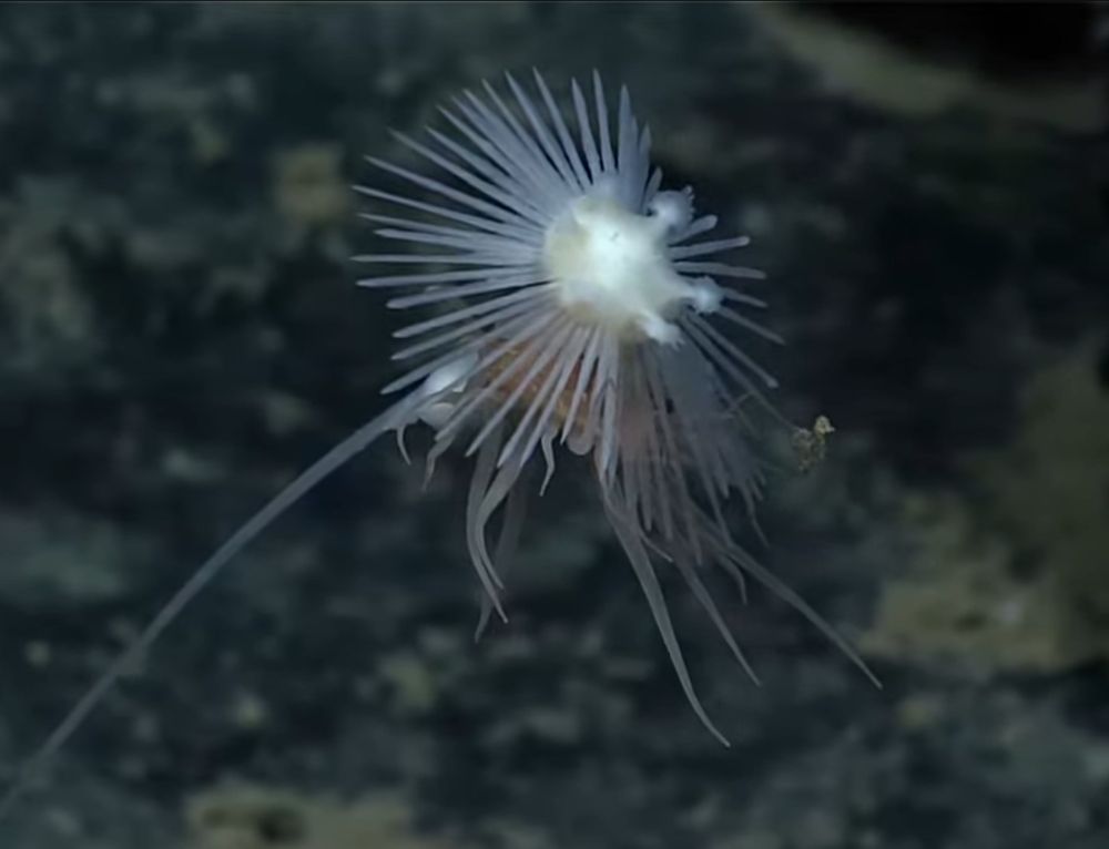 White stalk, starburst like top with tentacles extending out.