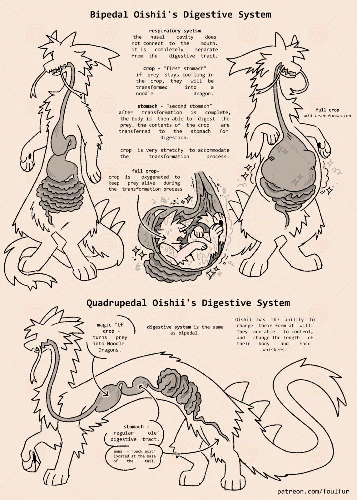 Reference sheet of Oishii the dragon's digestive system.
