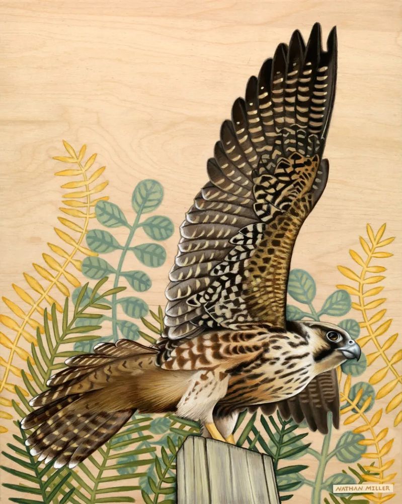 A painting of a peregrine falcon spreading his wings
