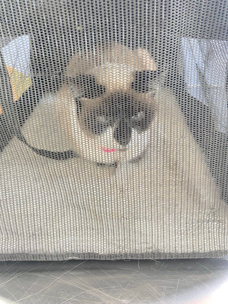 an image of veru in her carrier.