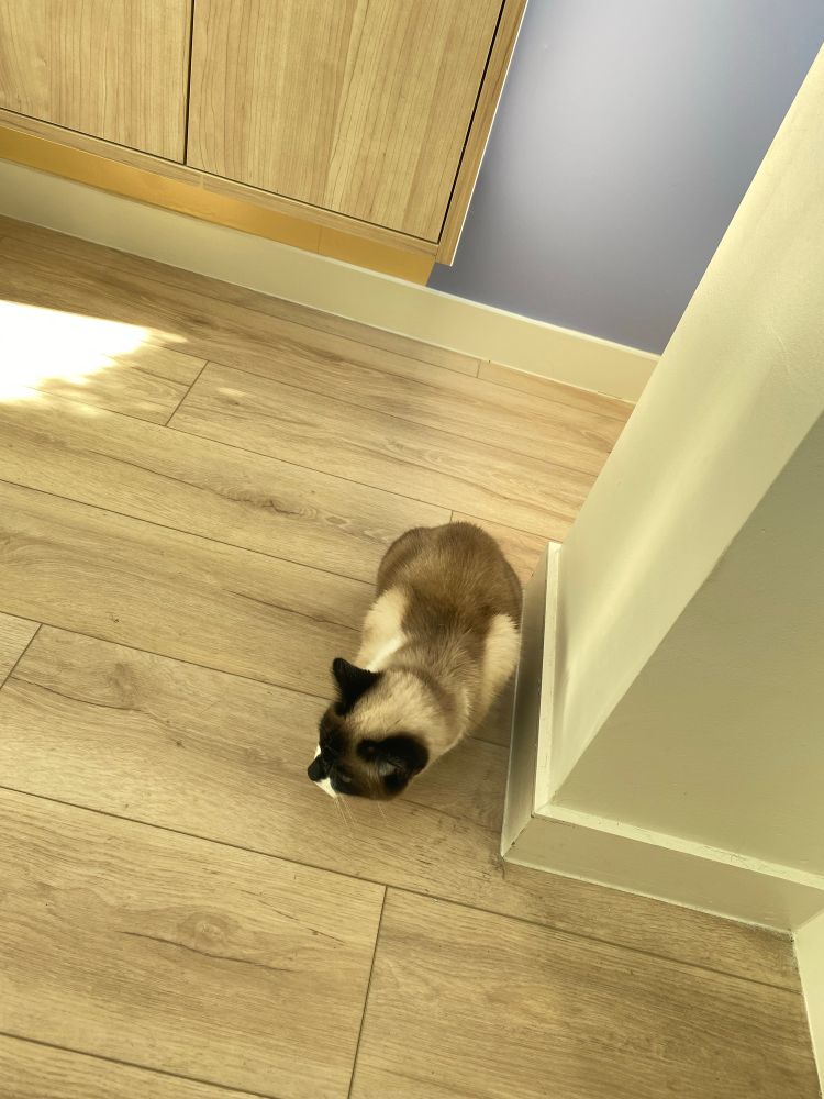 my cat, veru, on the floor at the vet.