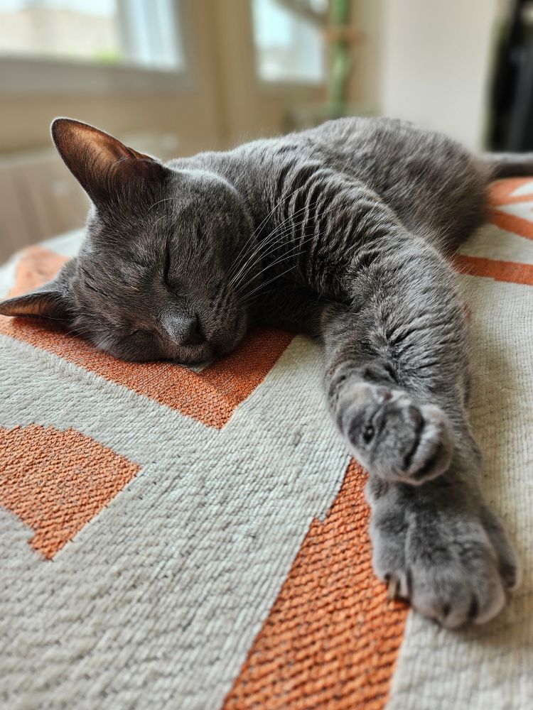 A beautiful grey cat sleeping.