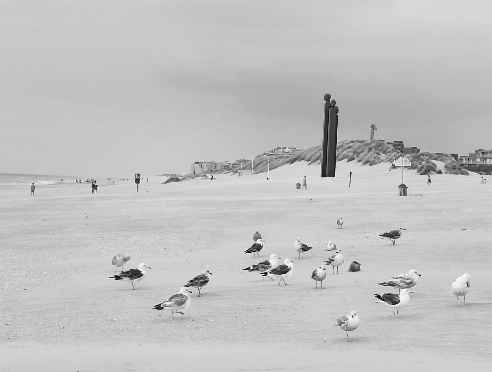 Noir & blanc de la plage de la Panne, où les goélands se reposent calmement