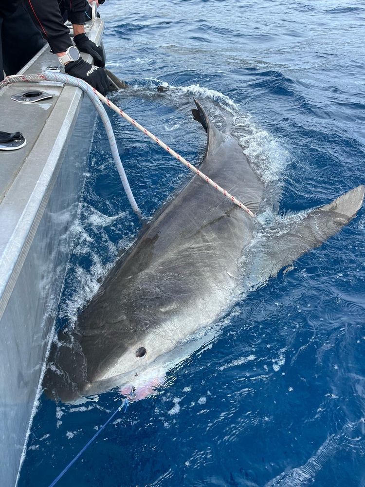 Large shark held against a boat with tether ropes. Ocean around boat is calm. A person is leaning on side of vessel