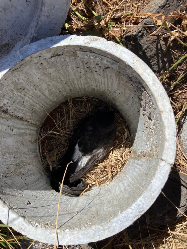 Cement-perlite nesting burrow with White-bellied Storm-petrel adult sitting in nest within