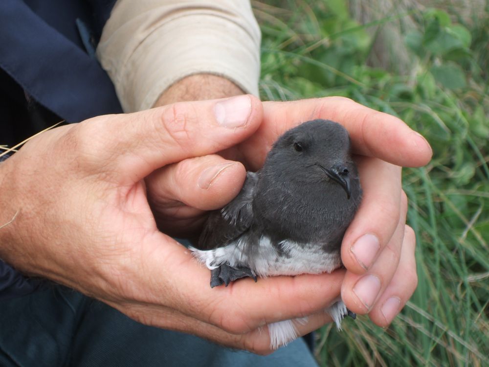 White-bellied Storm-petrel fledgling cupped in a set of hands
