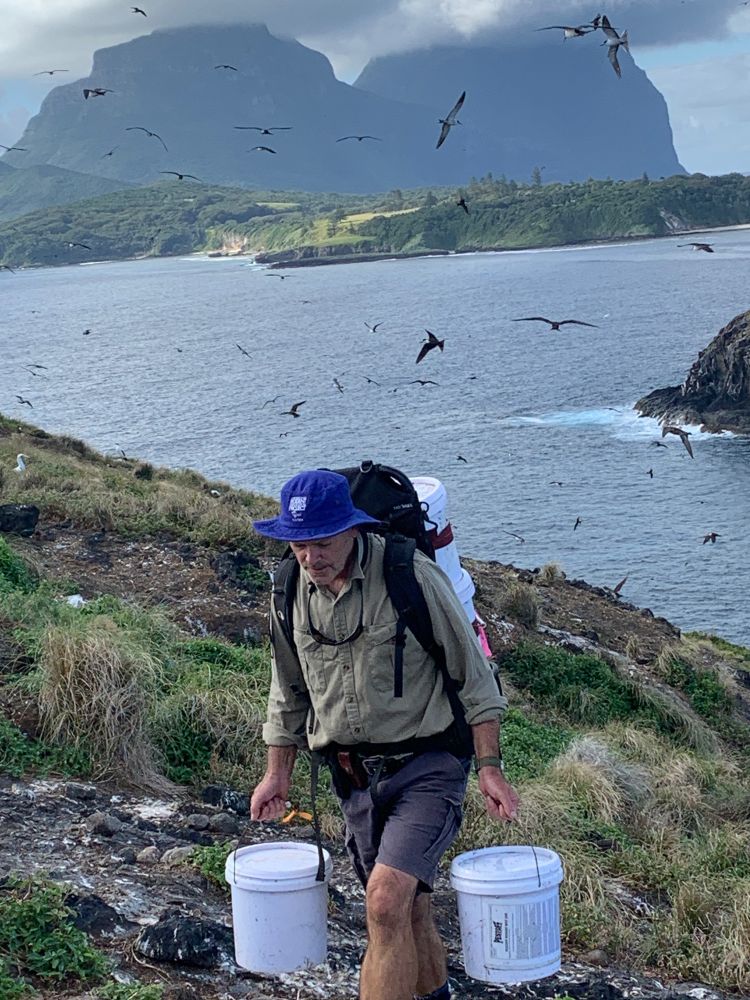 Person in foreground carrying two buckets and a third bucket in a backpack on their back, up a steep slope. Sooty Terns fly about in the air above. The background is dominated by two large mountains, with cloud caps and a stretch of calm ocean between the two sites.