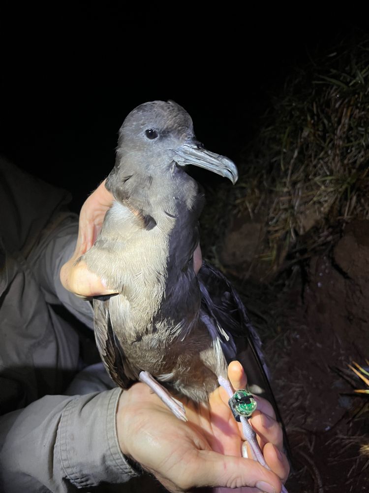 Large grey seabird being held with on leg extended. The leg has a bulky device affixed to the leg. The lighting shows it is nighttime.