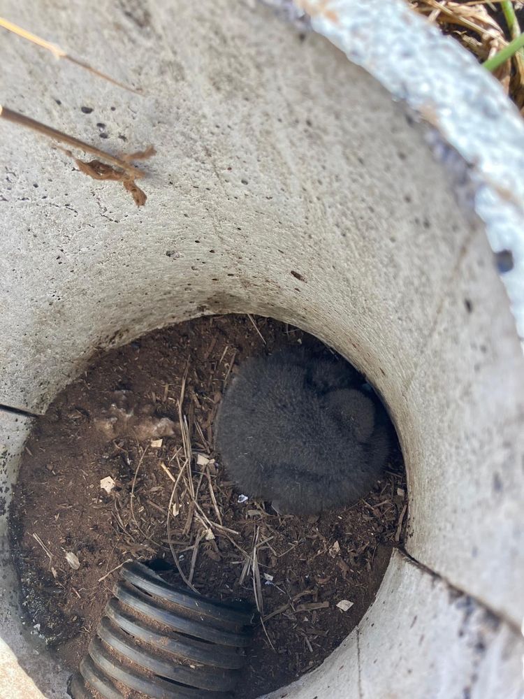 Cement-perlite burrow with slotted drain pipe tunnel protruding into a nest containing a recently hatch white-bellied Storm-petrel