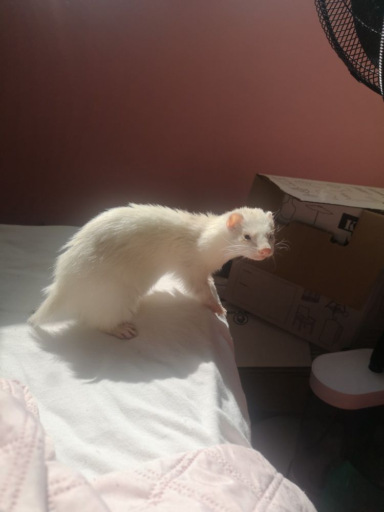 A little white ferret standing on their owner's bed with the sunlight on them