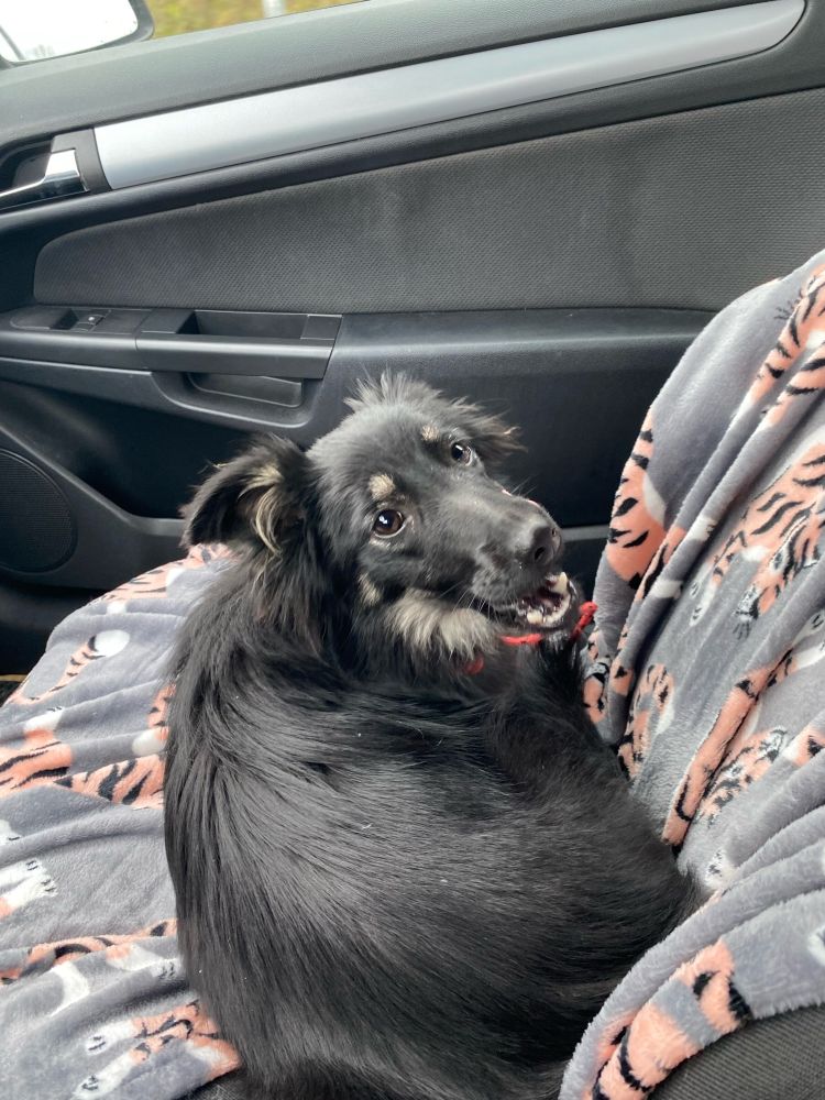 Black dog, laying in a car sit, looking at the camera 