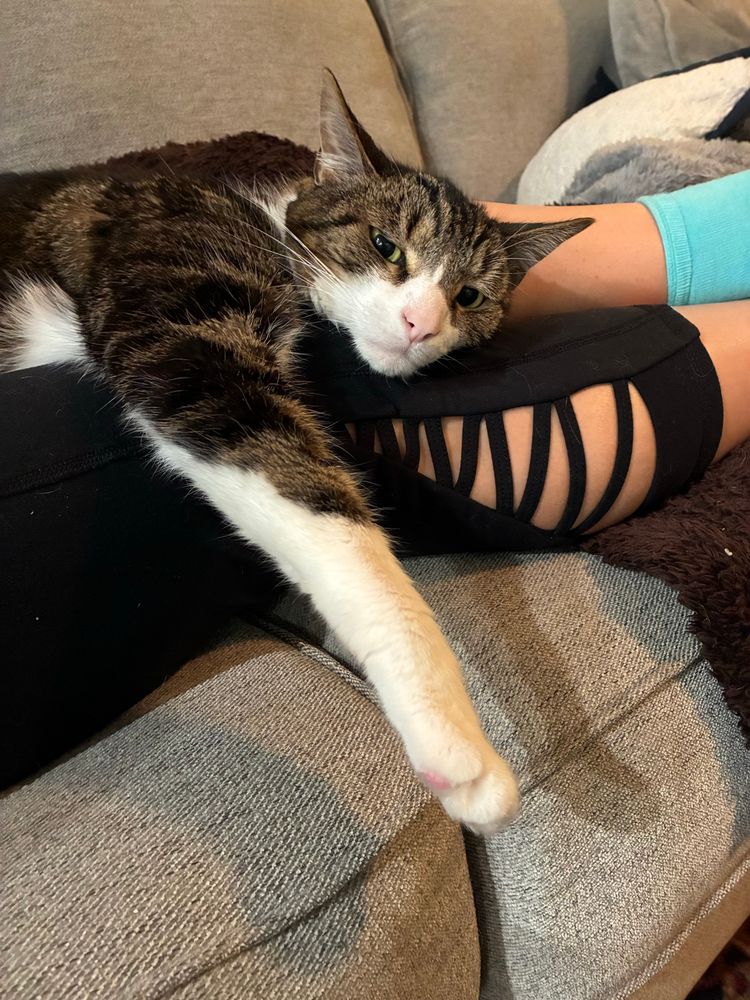 A cat laying on a person’s legs looking mad, with one arm hanging down. 