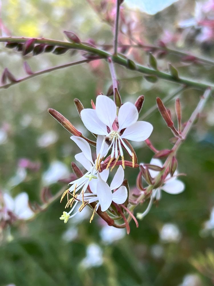 Large-flowered Gaura - delicate white flowers on a long stem.