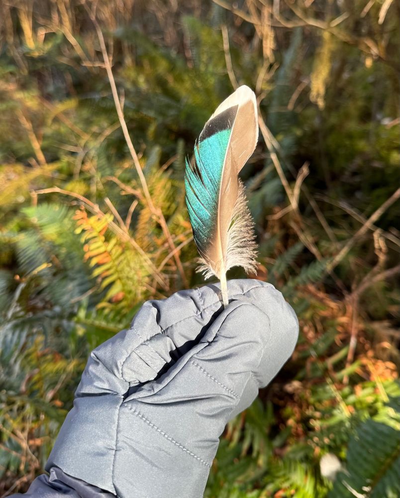 Bird feather