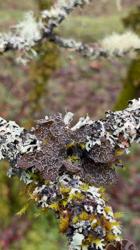 Lichen growing on a branch