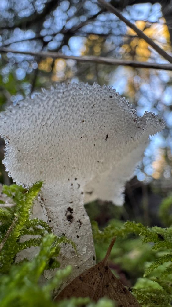The underside of a cat’s tongue fungus fruiting body emerging from the moss covered forest floor.