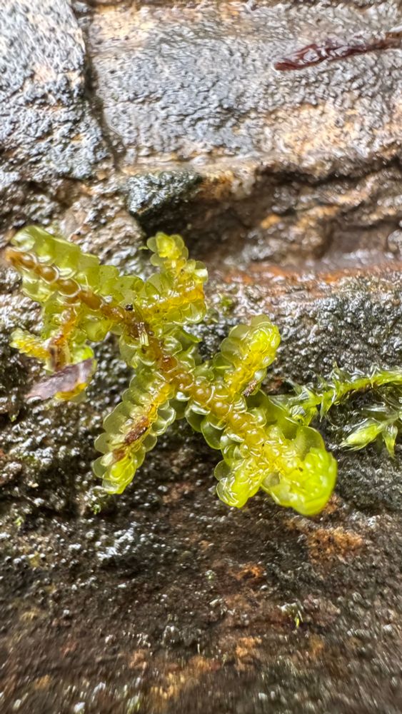 Close up photo of liverwort leaves’ underside which appear flattened and without a midrib. Rows of leaves visible.
