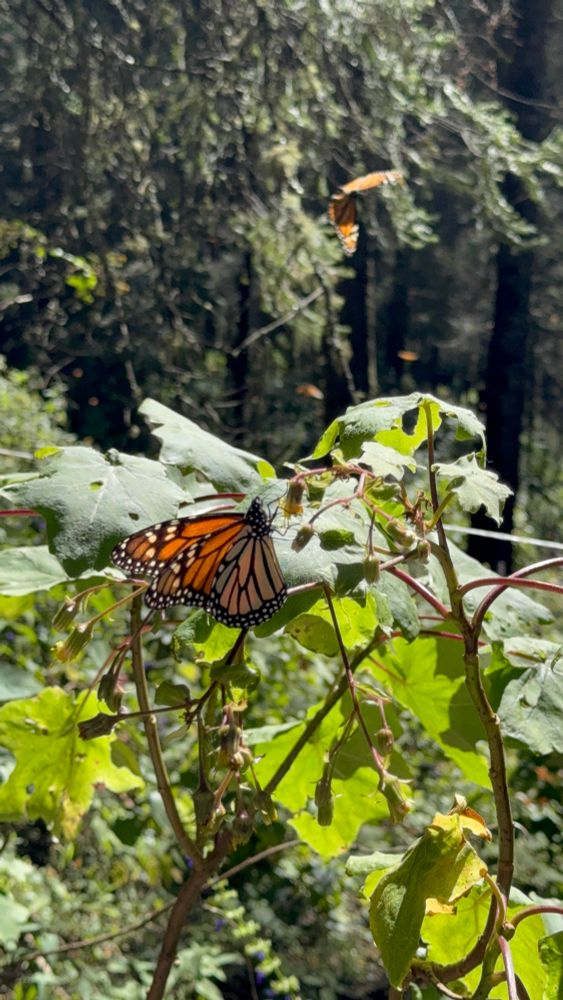 Monarch butterfly perches on a flower 