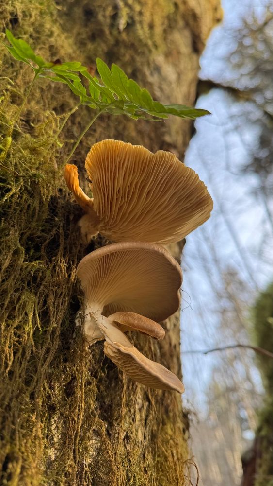 Fungus growing on a maple tree