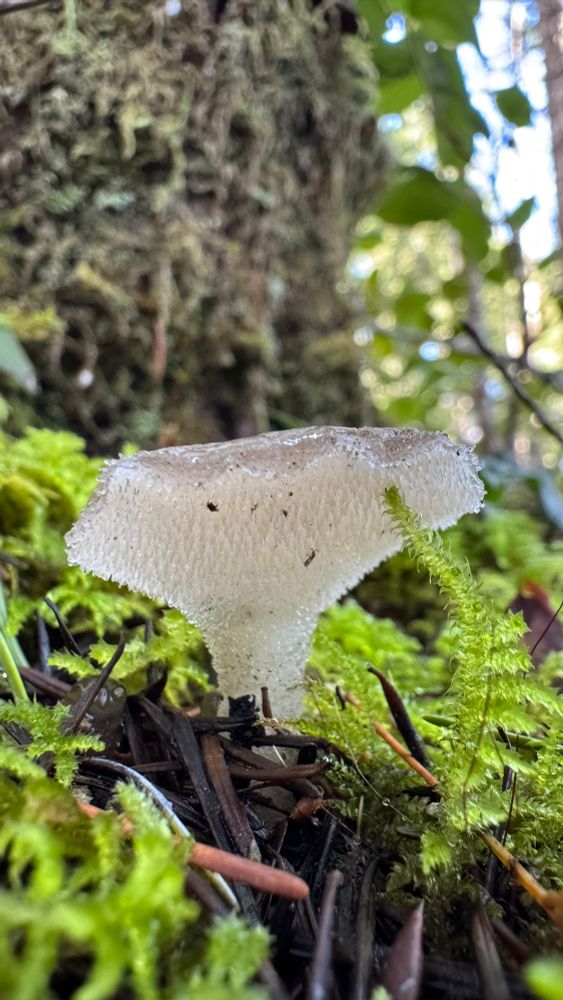 The underside of a cat’s tongue fungus fruiting body emerging from the moss covered forest floor.