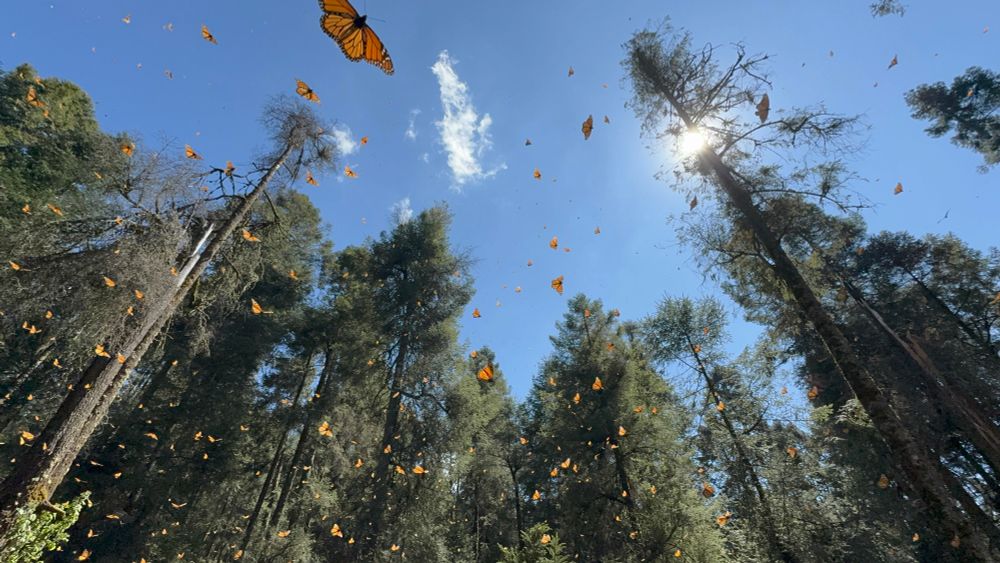 Millions of monarch butterflies flying in the air