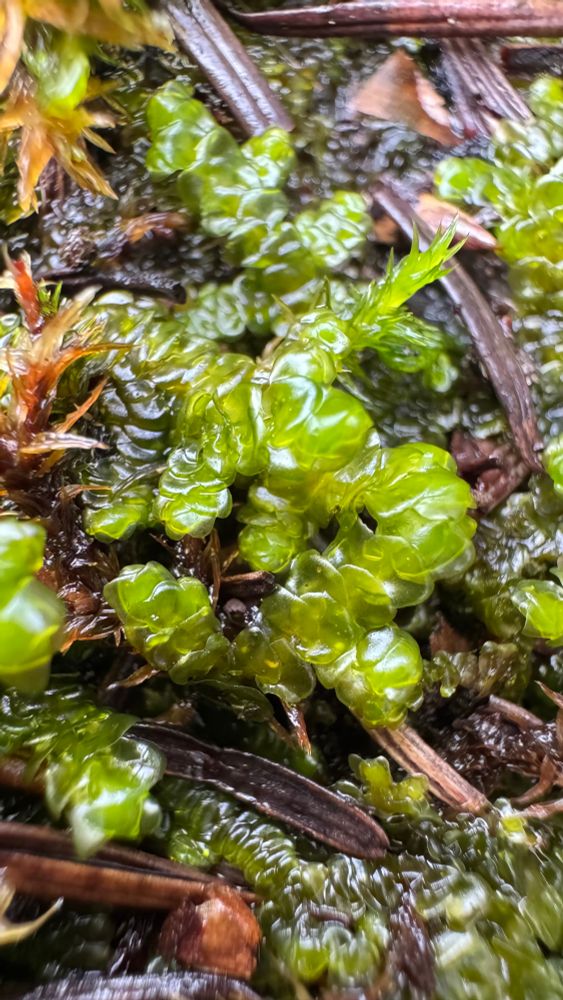 Close up photo of liverwort leaves which appear flattened and without a midrib