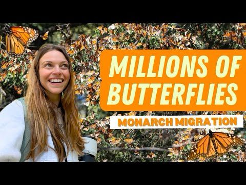 The Monarch Migration Is Even More Incredible Than You Think!