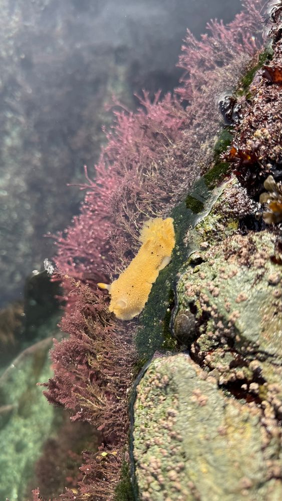 A bright yellow coloured sea slug (nudibranch) in a tide pool!