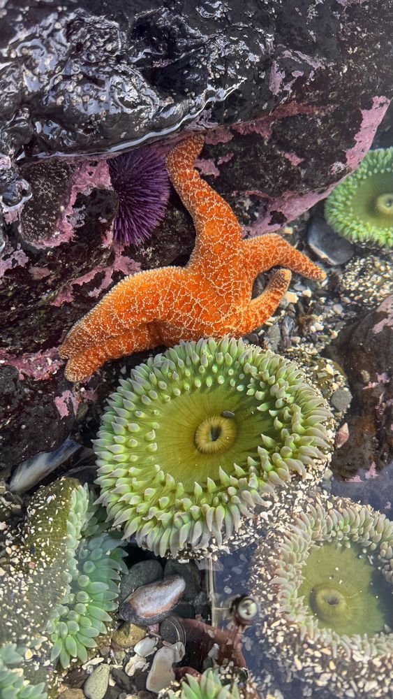 Tide pool with a giant green sea anemone, orange ochre sea star, purple sea urchin and many shells!