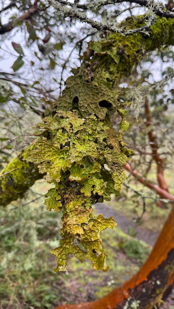Lichen growing on a tree