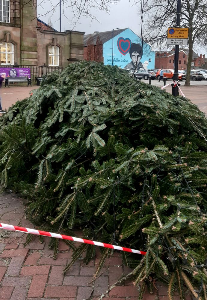 Fallen Christmas tree on town square
