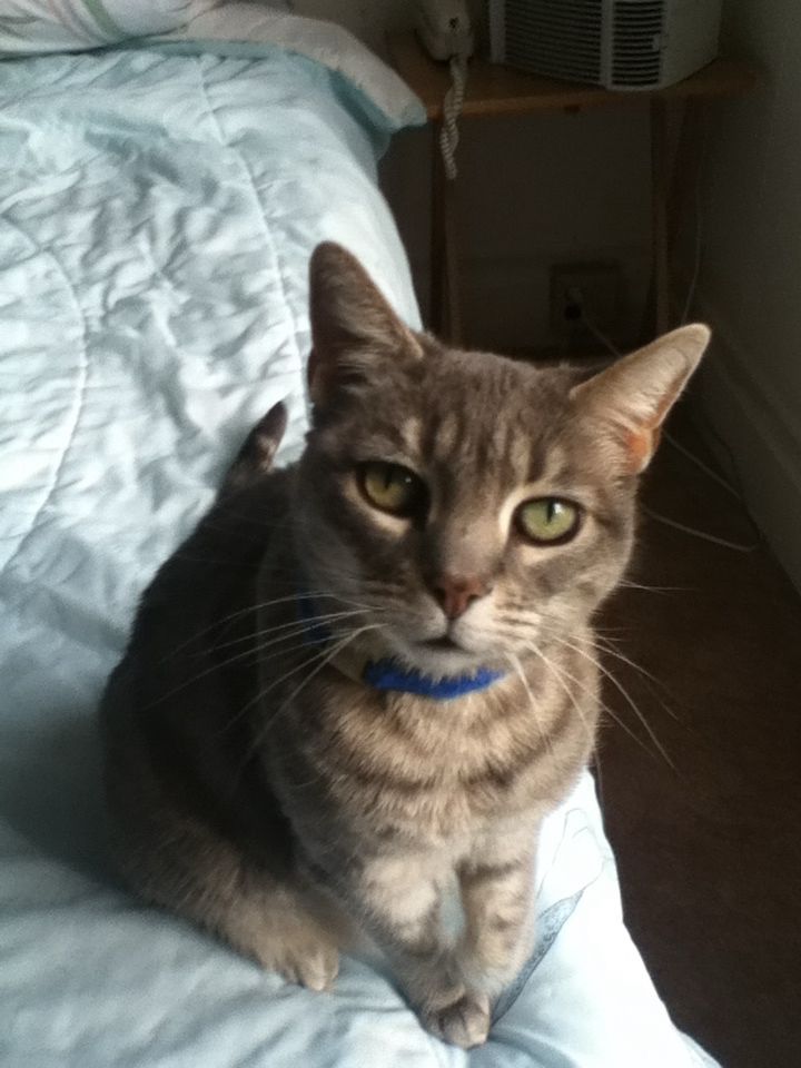 Cat looking at you as cats do