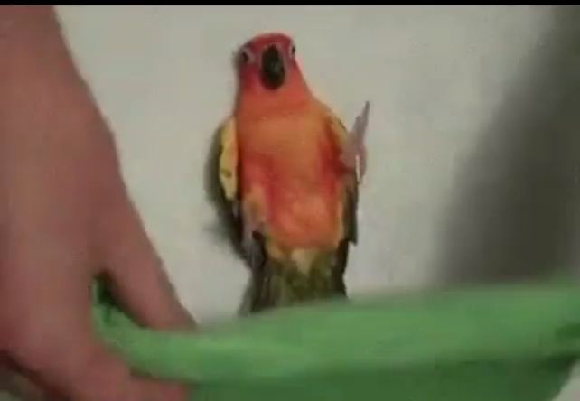 a colorful parrot is standing on a green container .