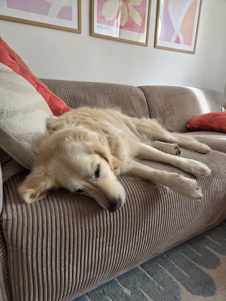 Gelangweilt Hund auf der Couch