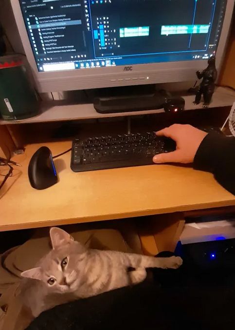Une photo de mon bureau avec mon écran d'ordinateur, ma main sur le clavier et sur mes genoux, un pôticha beaucoup trop mignon qui ronronne se la coule douce pendant que je bosse.