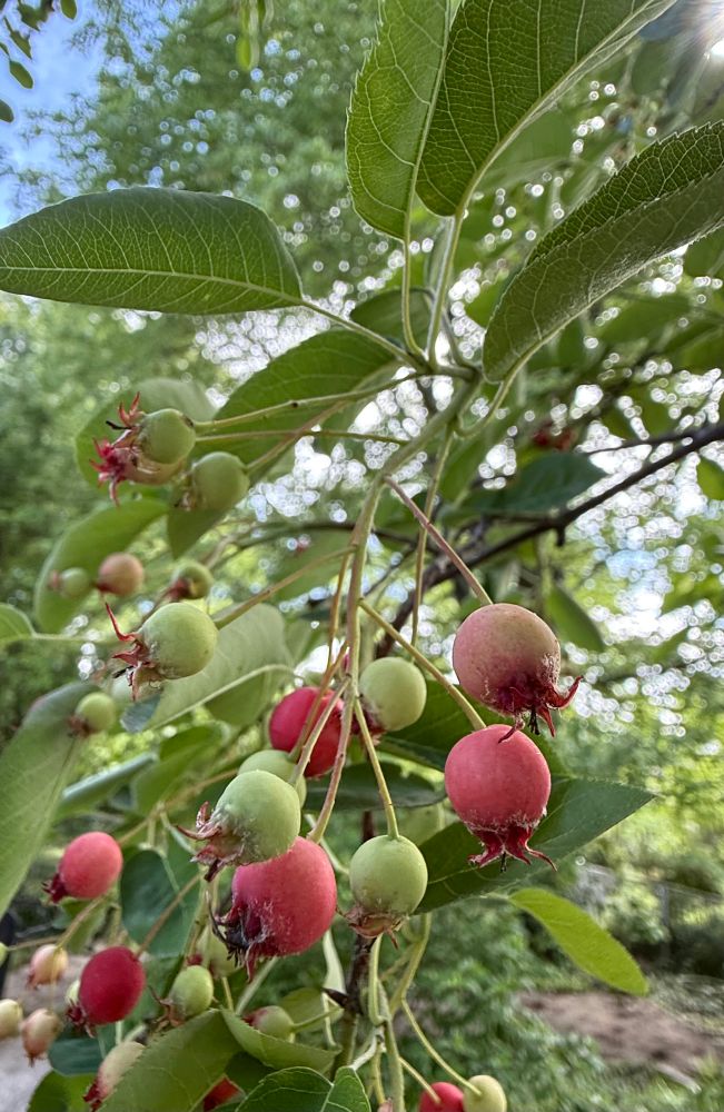 Serviceberries 