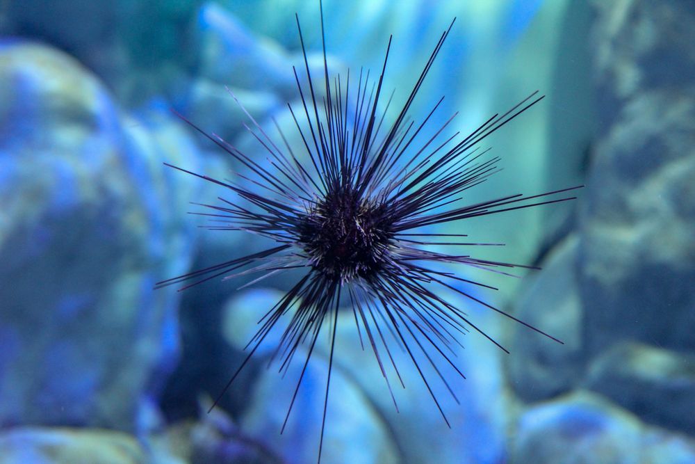 Color photograph: A dark sea urchin with long, sharp spines is centered, floating in a blue-tinted underwater scene. Some large rocks are visible in the out-of-focus background.

📸: rigel